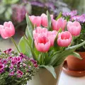 Tulipany w doniczkach | Co zrobić, by kwitły jak najdłużej?