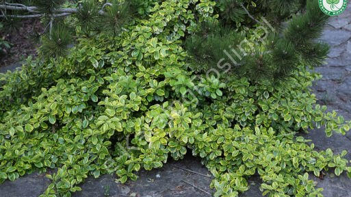 Trzmielina Fortune’a ‘Canadale Gold’