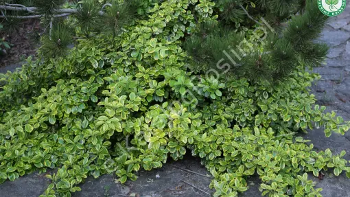 Trzmielina Fortune’a ‘Canadale Gold’