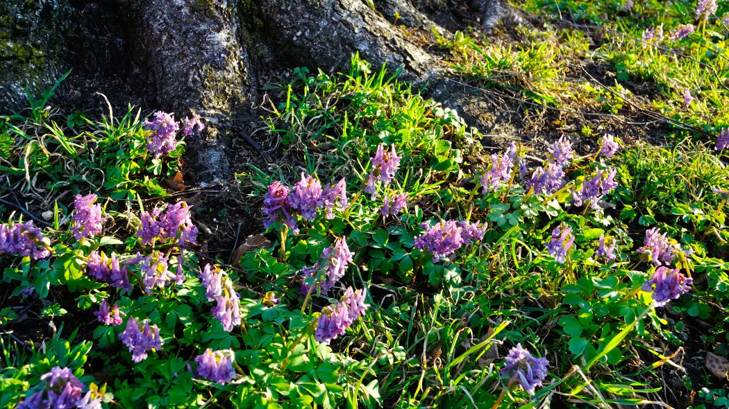 Kokorycz pełna (Corydalis solida)