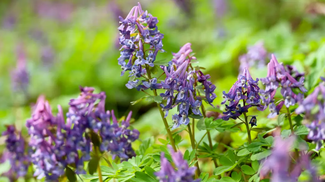 Kokorycz pełna (Corydalis solida)