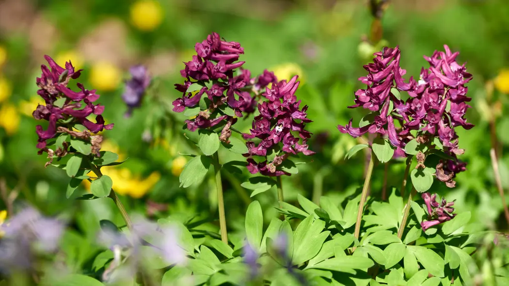 Kokorycz pełna (Corydalis solida)