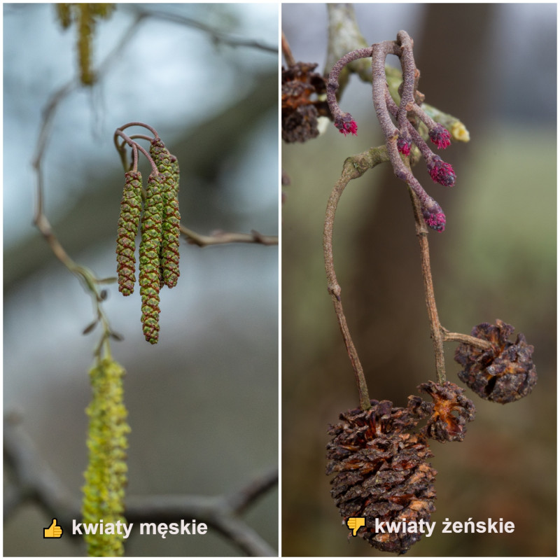 męskie i żeńskie kwiatostany / bazie olchy 