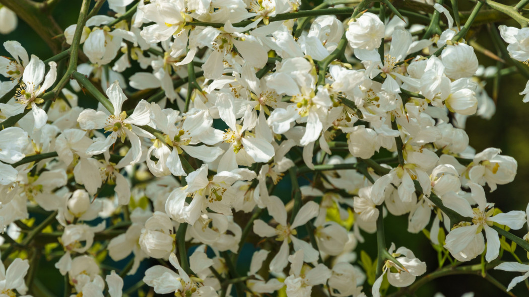 Poncyria trójlistkowa (Poncirus trifoliata)