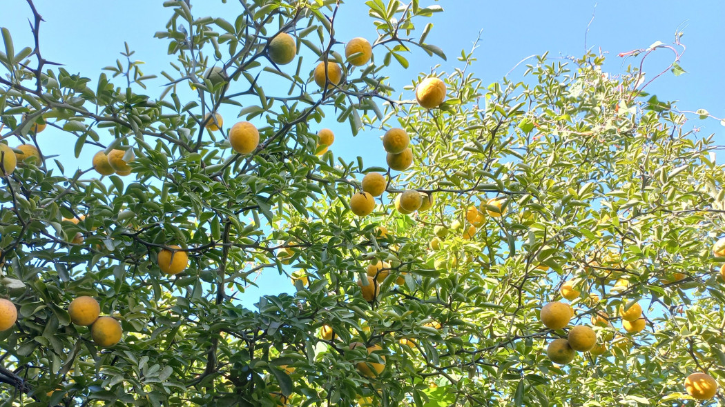 Poncyria trójlistkowa (Poncirus trifoliata)