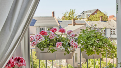 Najlepsze sposoby na bujne kwitnienie pelargonii – porady ekspertów