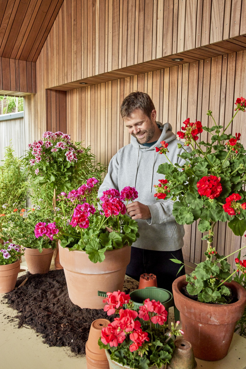 Wymagania i uprawa pelargonii