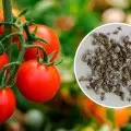 Chcesz mieć rekordowe plony pomidorów? Wypróbuj "trik" z tym nowym nawozem