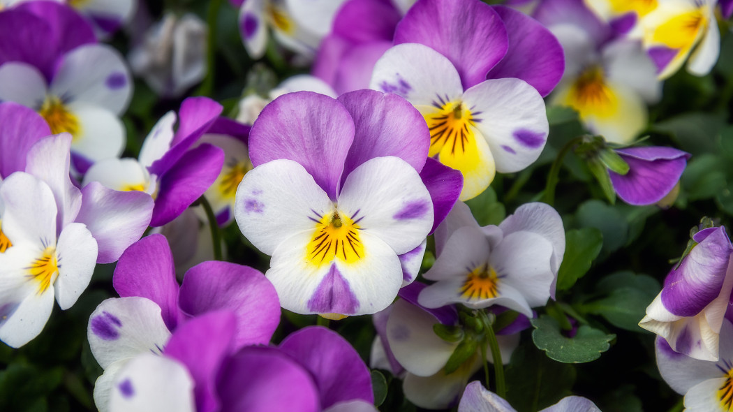 Fiołek rogaty (Viola cornuta) Johny Jump Up