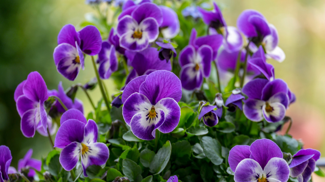 Fiołek rogaty (Viola cornuta)