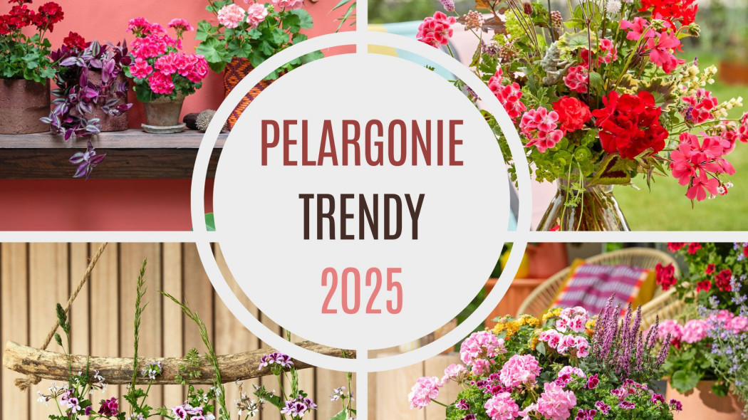 Pelargoniowe trendy na 2025 rok - aranżacje kompozycje inspiracje
