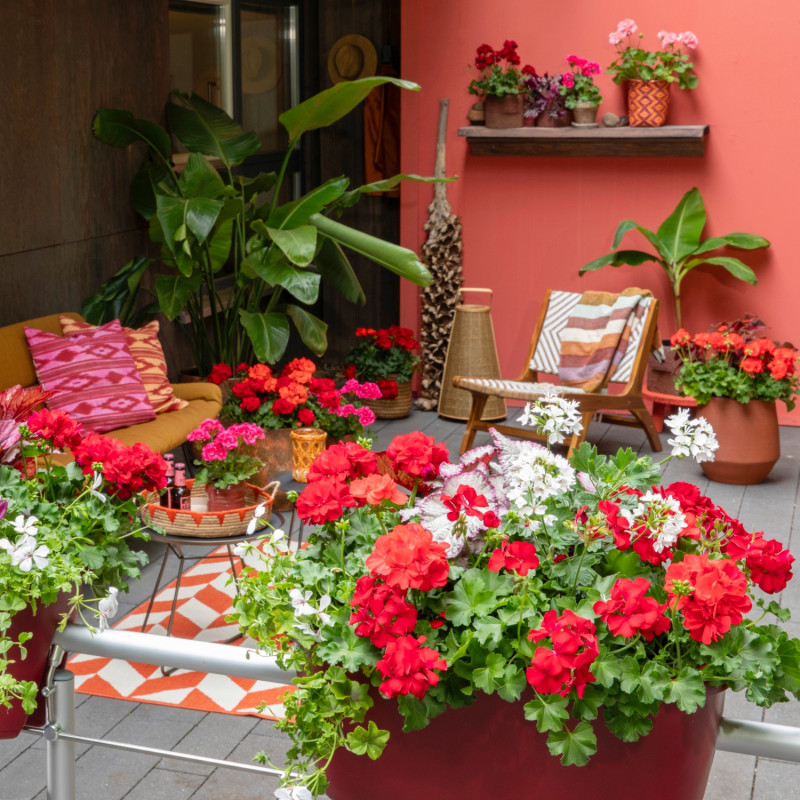 Taras z pelargoniami i egzotycznymi roślinami oraz elementami w stylu boho