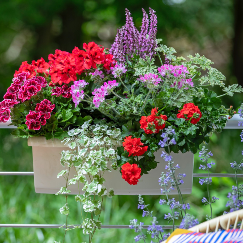 Skrzynka balkonowa z kompozycją z pelargoniami