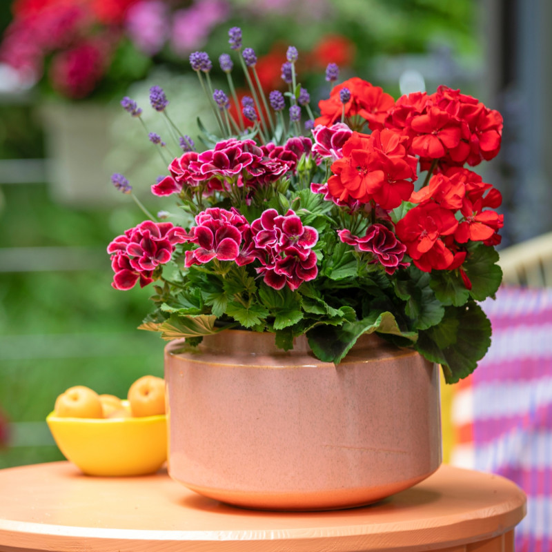 Gliniana donica z pelargoniami i lawendą wąskolistną