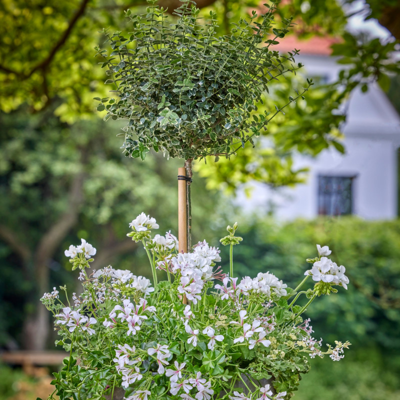 Donica z białymi pelargoniami i trzmieliną Fortune'a