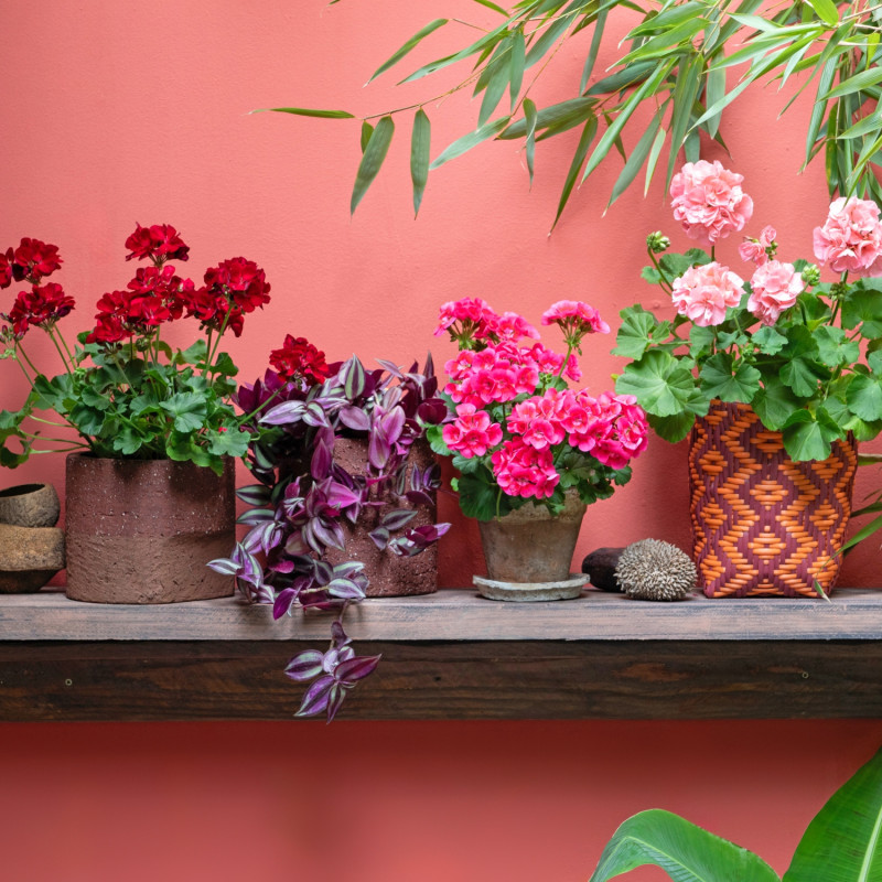 Drewniana półka z pelargoniami i trzykrotką