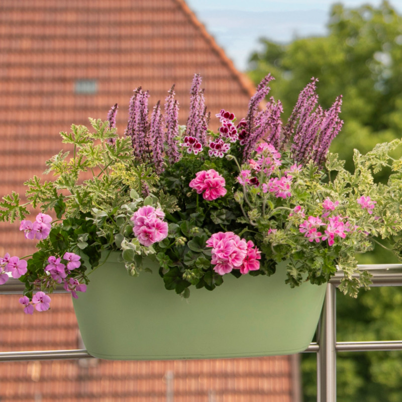 Skrzynka z różowymi pelargoniami, szałwią i bluszczykiem kurdybankiem