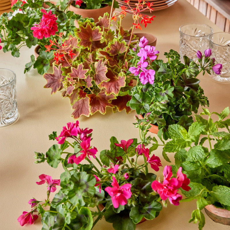 Dekoracja stołu z pelargoniami
