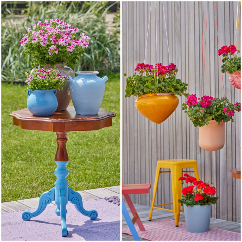 Sposoby na upcykling w ogrodzie i kolorowe pelargonie