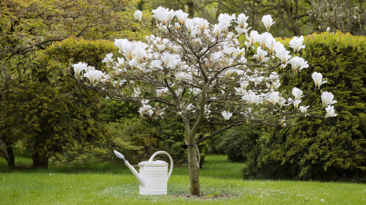 Podlewanie magnolii – zadbaj o właściwe nawodnienie, by długo i pięknie kwitła