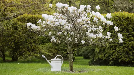 Podlewanie magnolii – zadbaj o właściwe nawodnienie, by długo i pięknie kwitła
