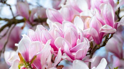 Nawożenie magnolii – kiedy i czym zasilać roślinę? Jakie nawozy są najlepsze?