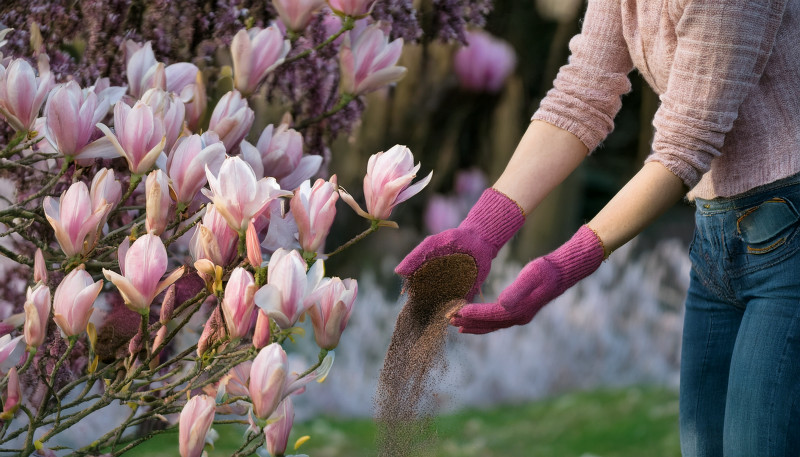 Nawożenie magnolii kompostem