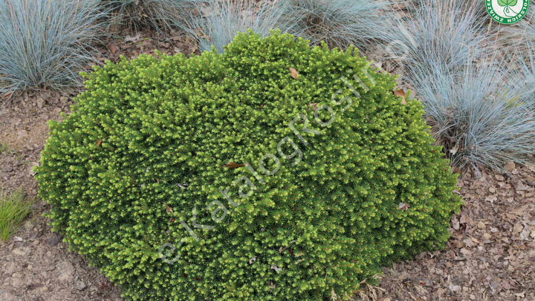 świerk pospolity Picea abies Little Gem