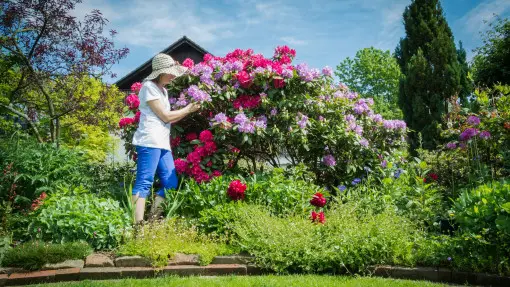 Wiosenna pielęgnacja rododendronów: krok po kroku