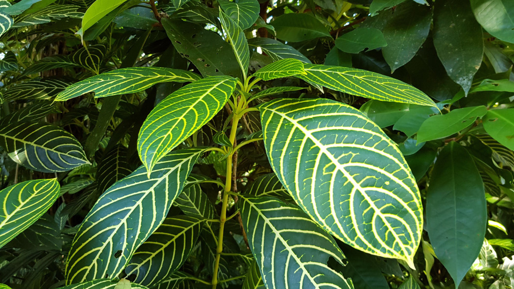 Afelandra stercząca (Aphelandra squarrosa)