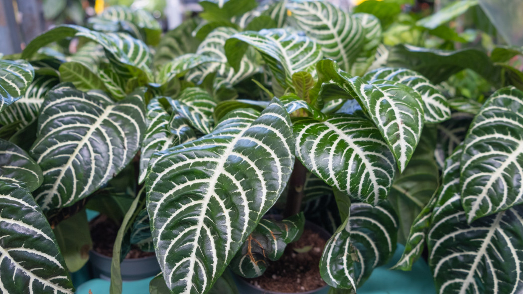 Afelandra stercząca (Aphelandra squarrosa)