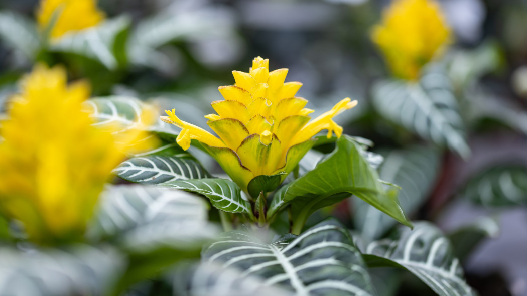 Afelandra stercząca (Aphelandra squarrosa)