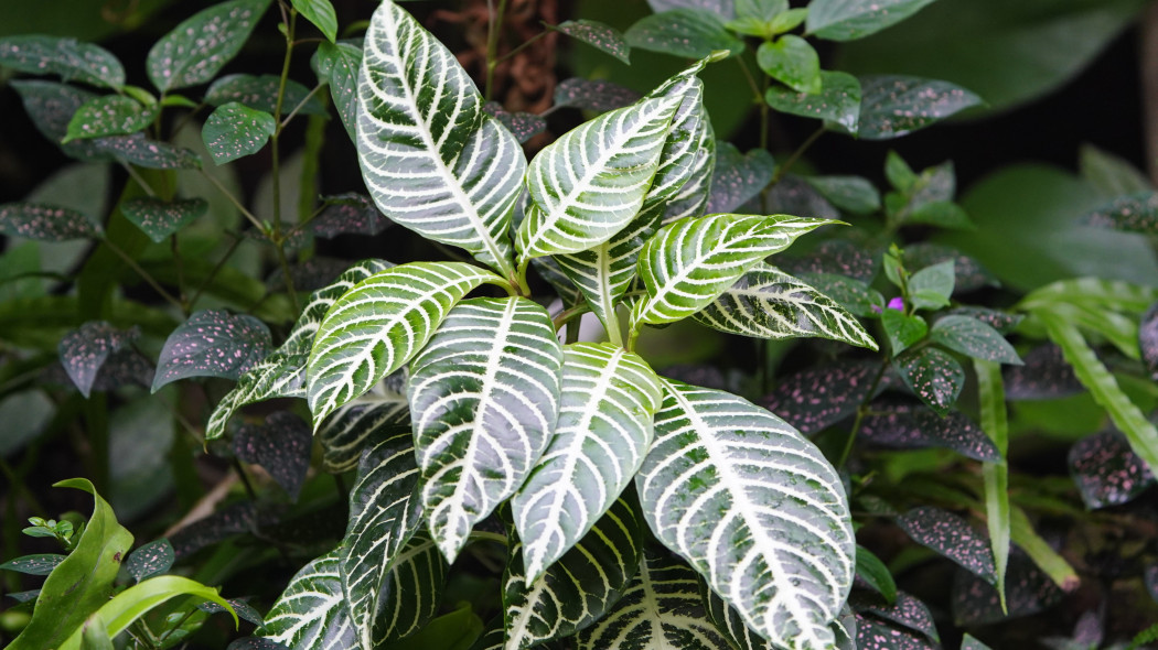 Afelandra stercząca (Aphelandra squarrosa)