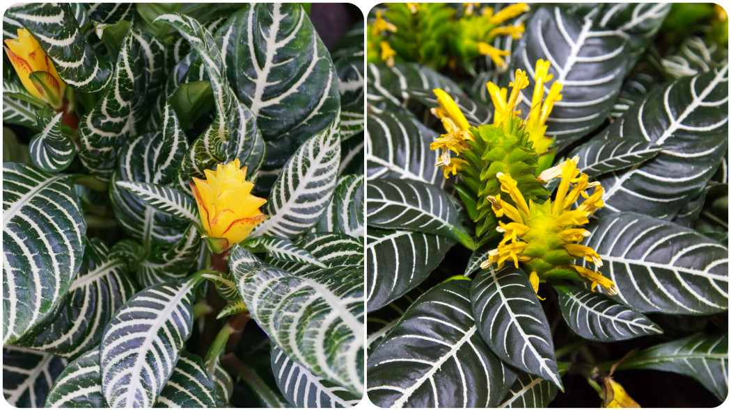 Afelandra stercząca (Aphelandra squarrosa)
