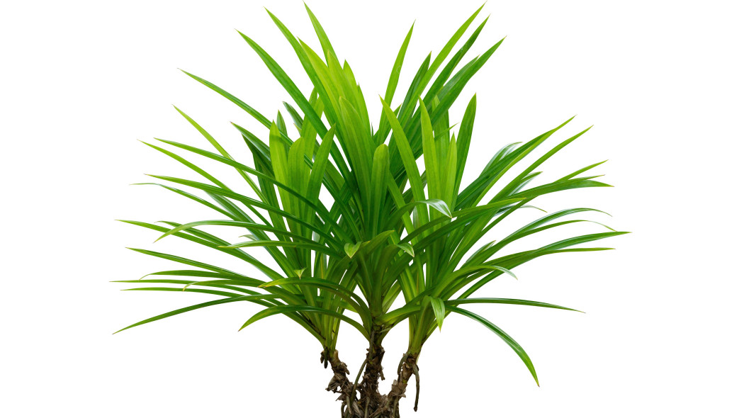 Pandan amarylkolistny (Pandanus amaryllifolius)