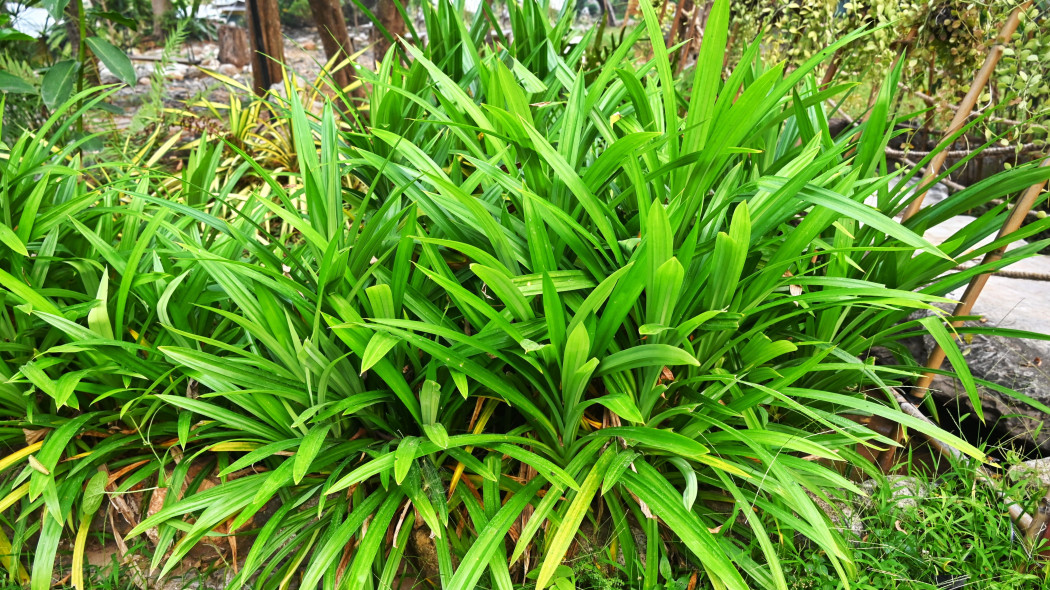 Pandan amarylkolistny (Pandanus amaryllifolius) w ogrodzie