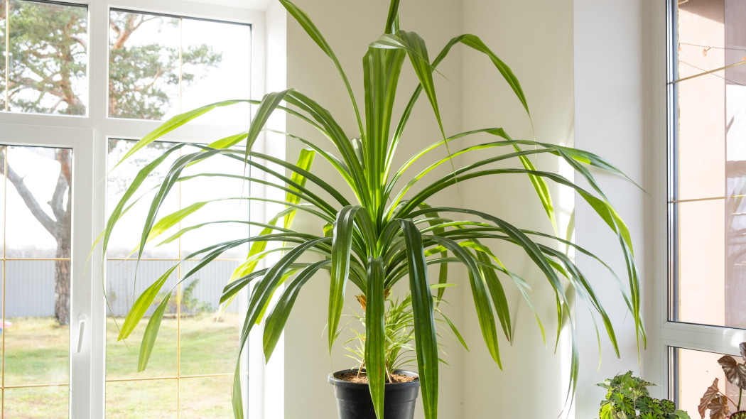 Pandan amarylkolistny (Pandanus amaryllifolius) w donicy