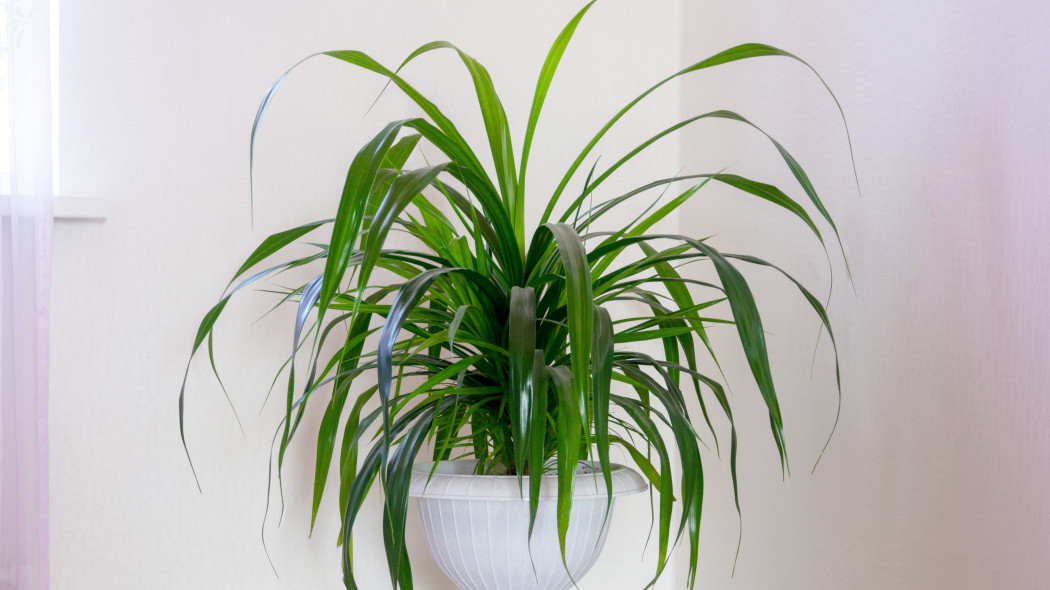 Pandan amarylkolistny (Pandanus amaryllifolius) jako roślina domowa