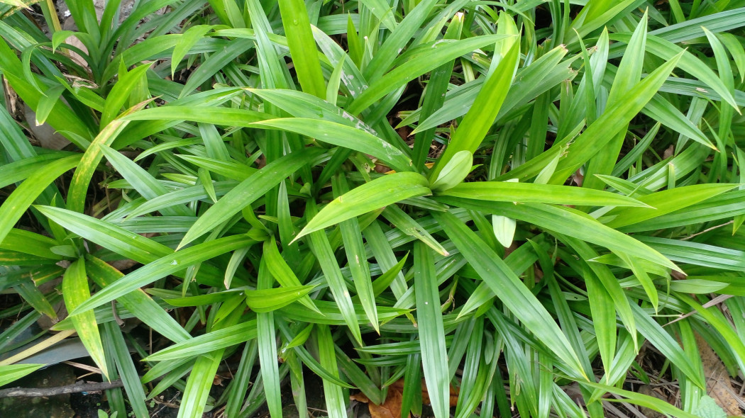 Pandan amarylkolistny (Pandanus amaryllifolius) w naturze