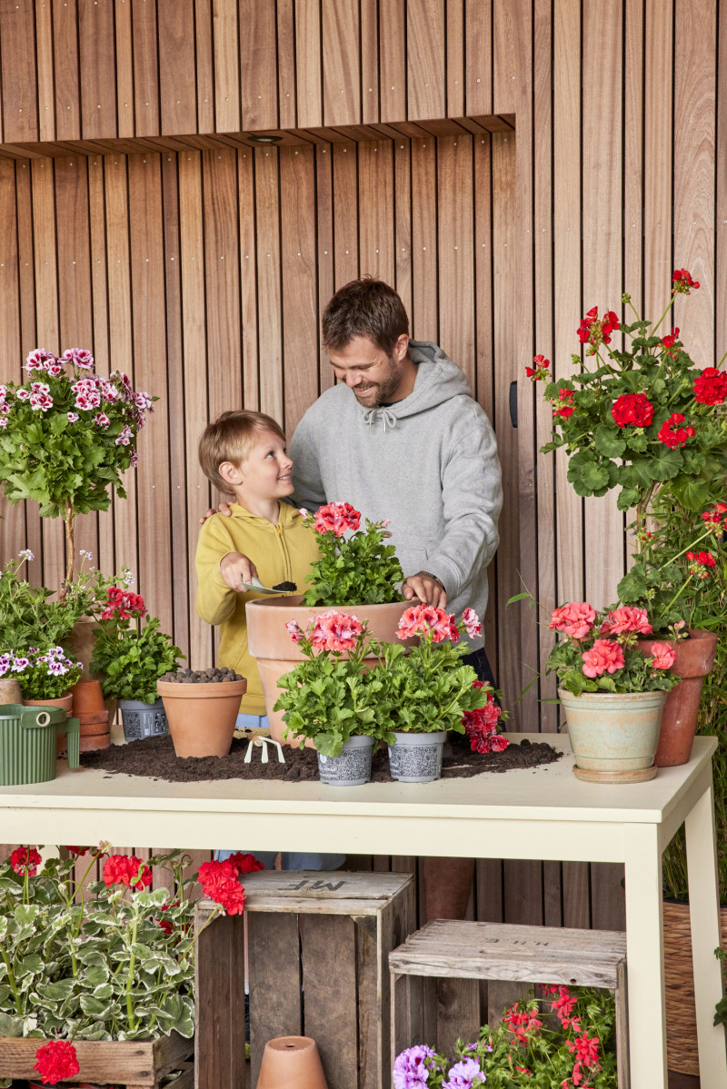 Pelargonie są odporne i łatwe w pielęgnacji