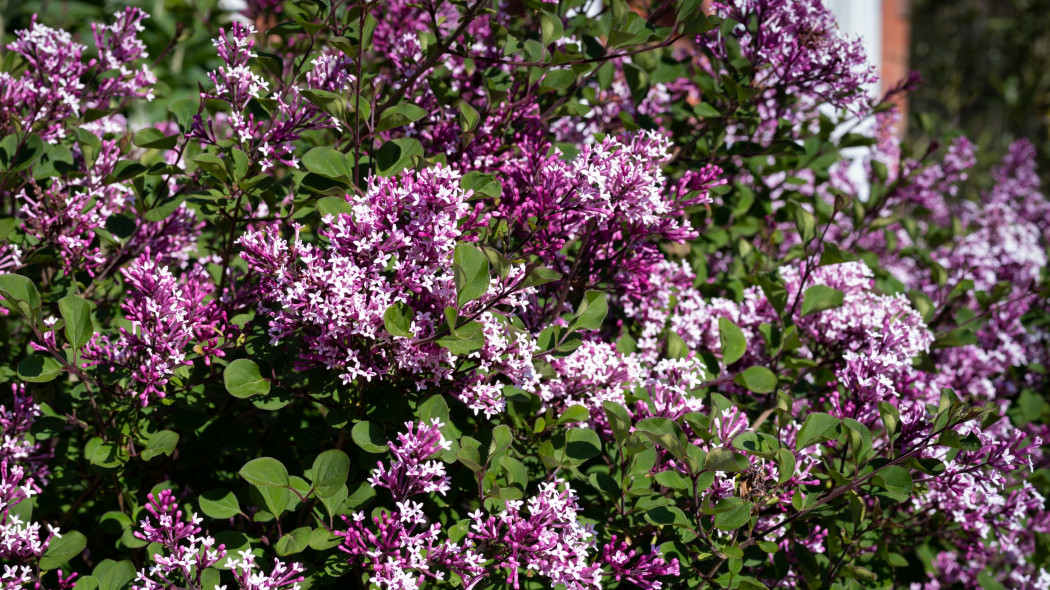 Lilak drobnolistny (Syringa microphylla)