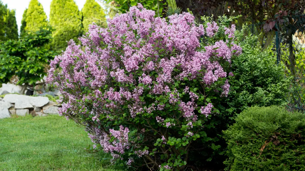 Lilak drobnolistny (Syringa microphylla) Superba