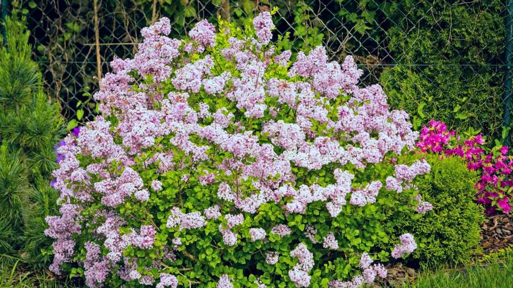 Lilak drobnolistny (Syringa microphylla)
