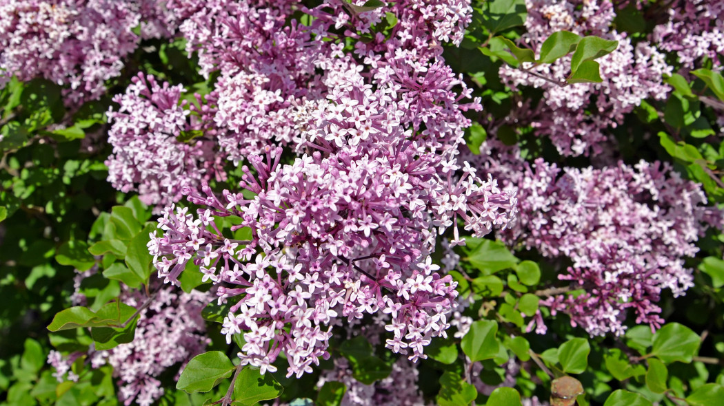 Lilak drobnolistny (Syringa microphylla) Superba