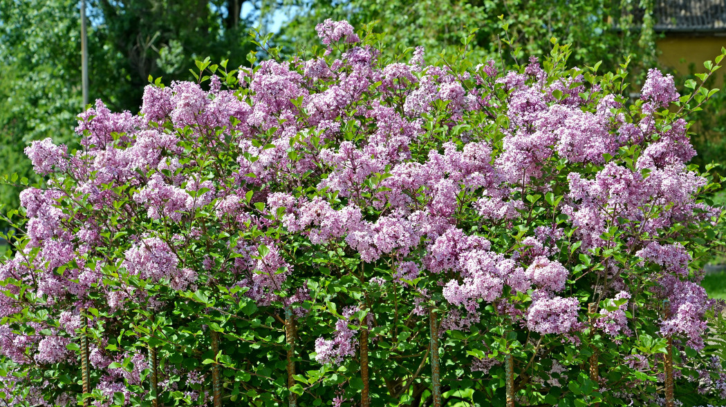 Lilak drobnolistny (Syringa microphylla) Superba