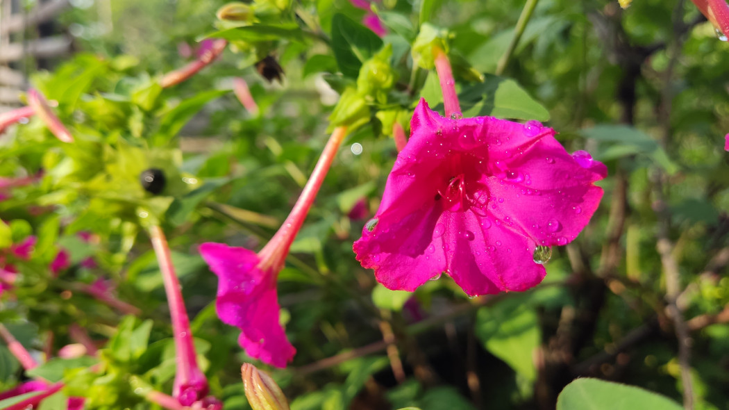 Dziwaczek jalapa (Mirabilis jalapa)