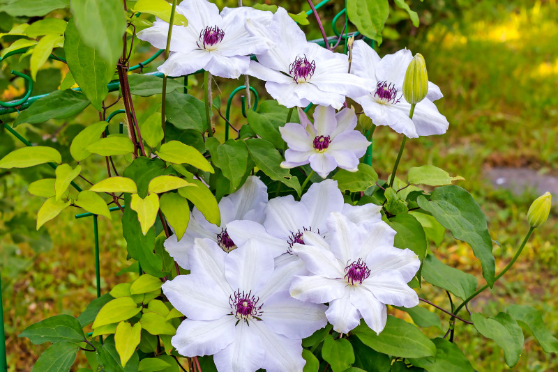 Powojnik (Clematis) odmiana Miss Bateman