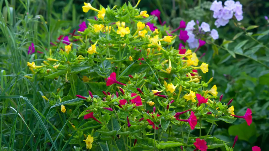 Dziwaczek jalapa (Mirabilis jalapa)