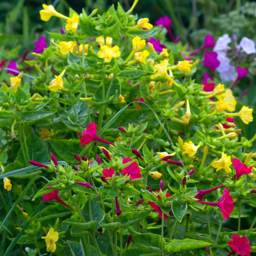 Dziwaczek jalapa