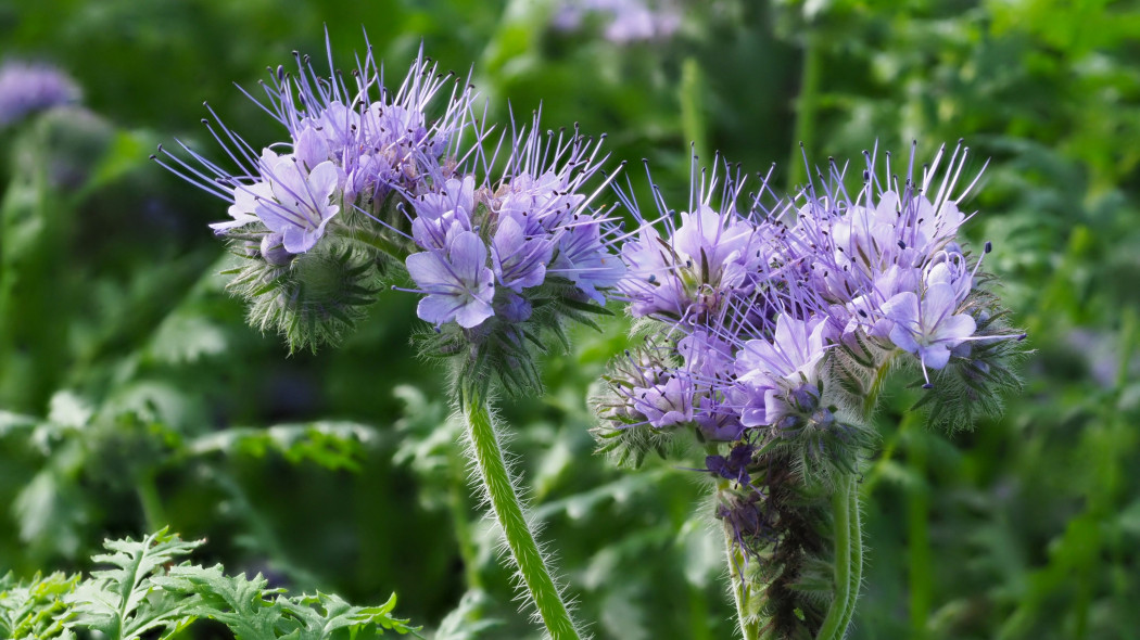 Facelia błękitna (Phacelia tanacetifolia)